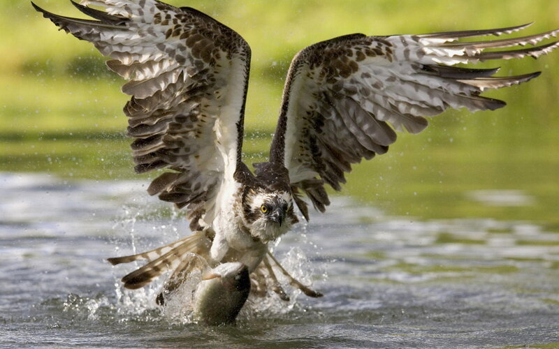 Osprey Catching Fish — Brown, Dynamic, Afternoon, Photograph