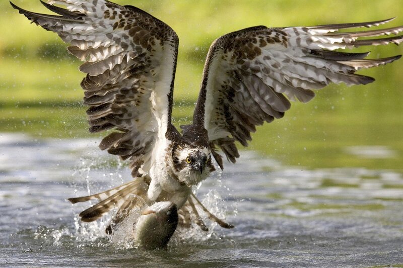 Osprey Catching Fish — Brown, Dynamic, Afternoon