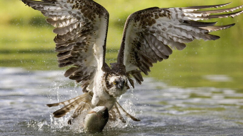 Osprey Catching Fish — Brown, Dynamic