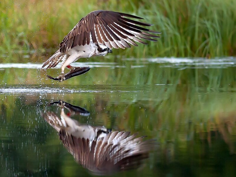 Osprey Catching Fish — Brown
