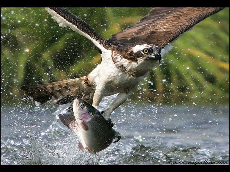 Osprey Catching Fish — Dramatic