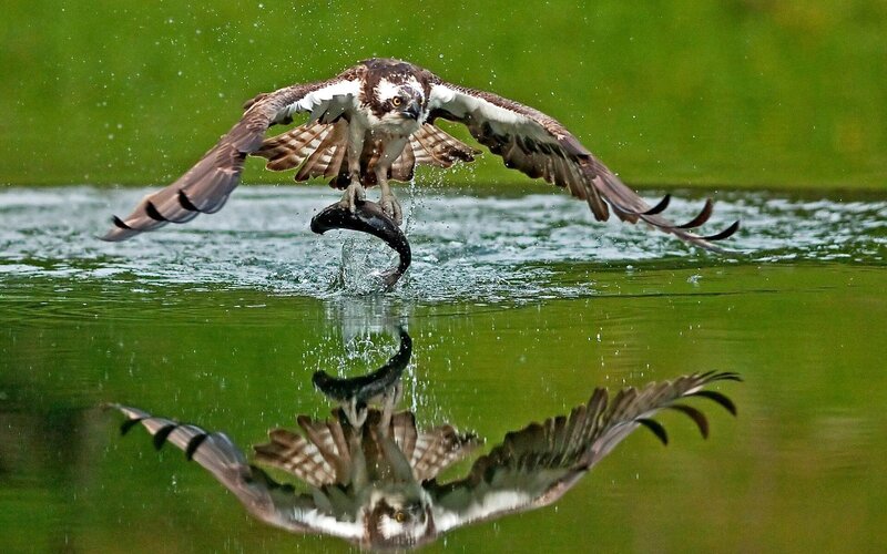 Osprey Catching Fish — Green, Dramatic, Afternoon, Photograph