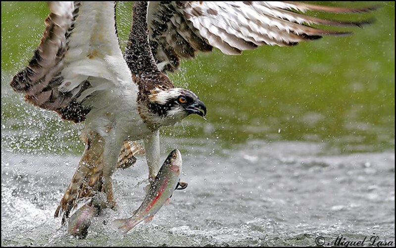 Osprey Catching Fish — Green, Dramatic, Photograph