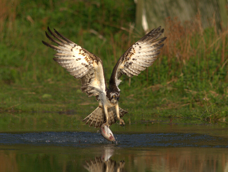 Osprey Catching Fish — Green, Dramatic