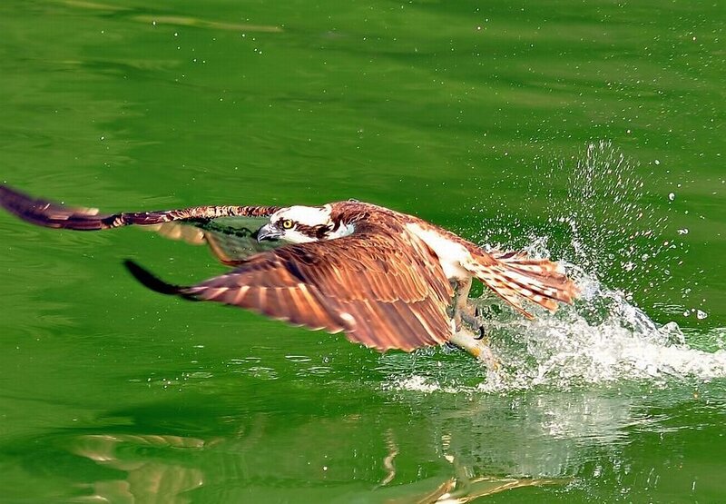 Osprey Catching Fish — Green