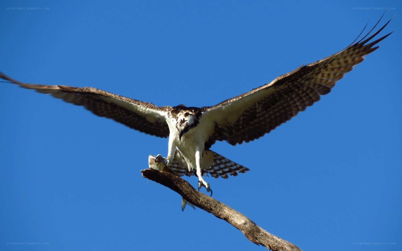 Osprey catching fish in flight