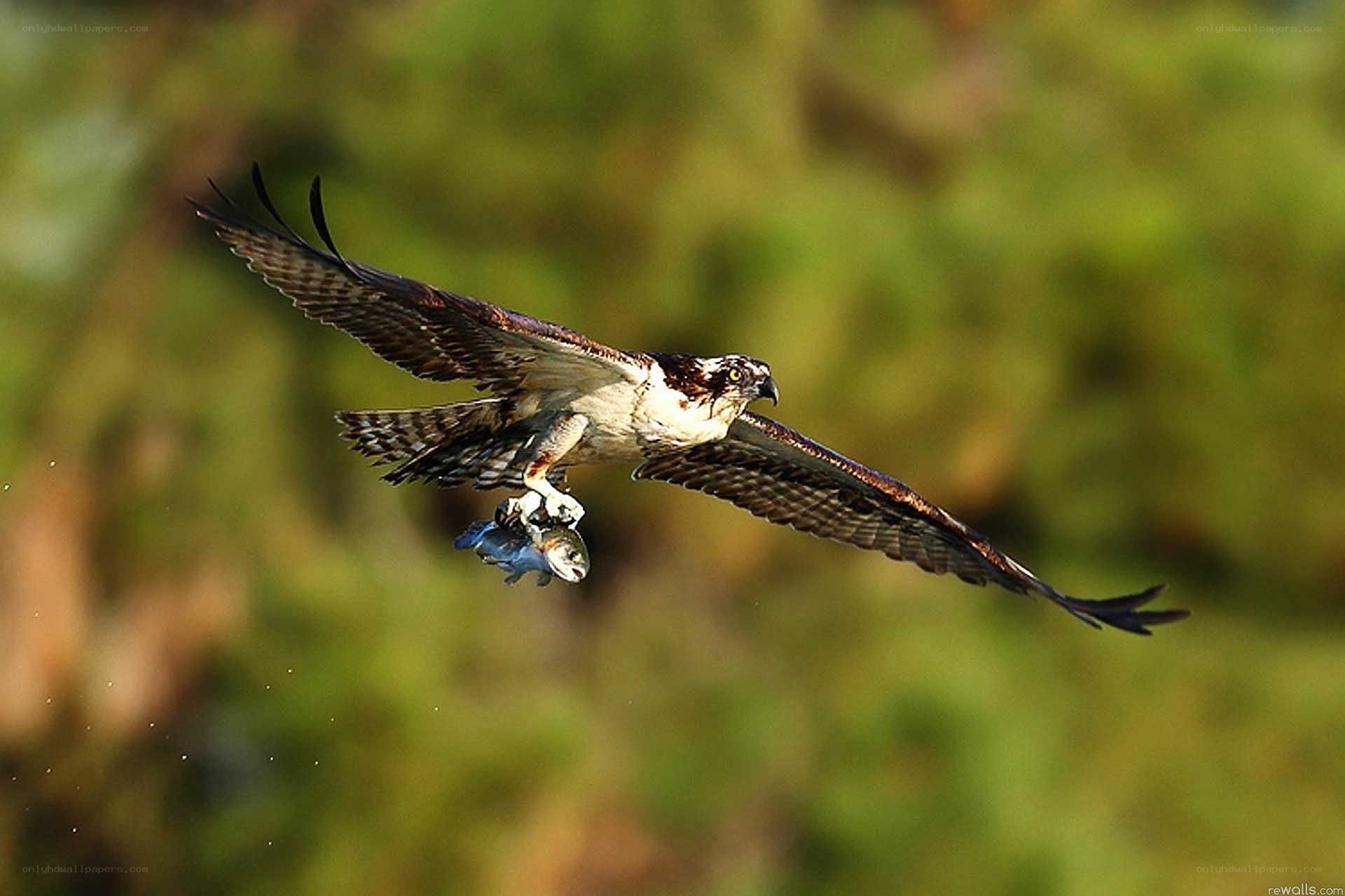 Osprey catching fish in flight