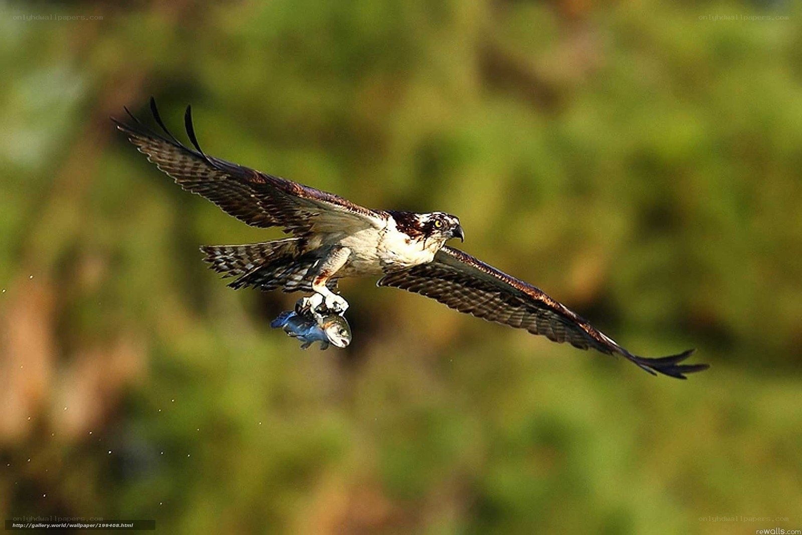 Osprey catching fish in flight