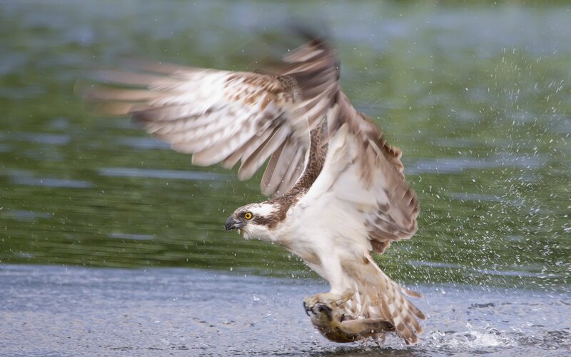 Osprey Catching Fish — Water