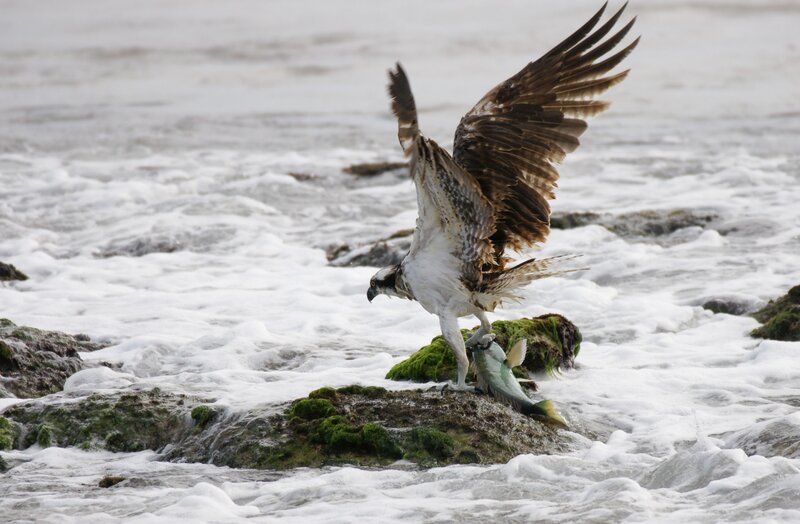 Osprey Catching Fish — White