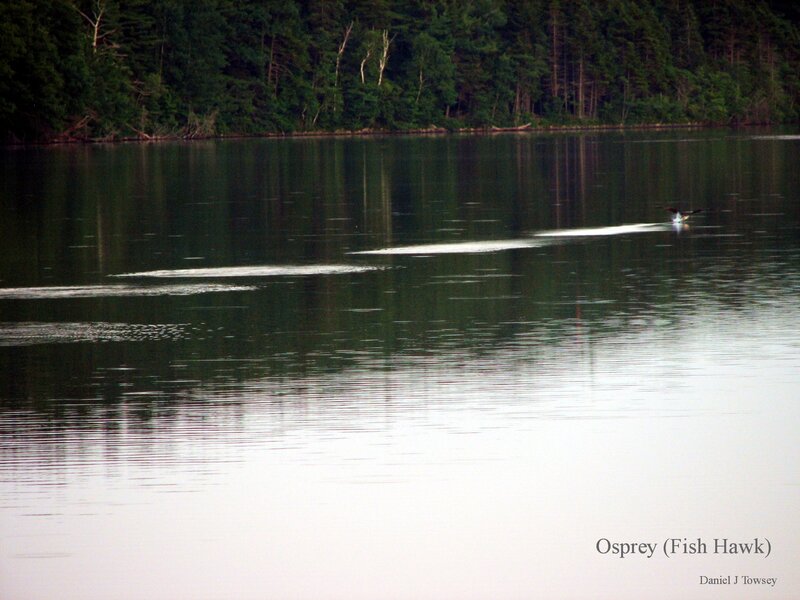 Osprey diving for fish