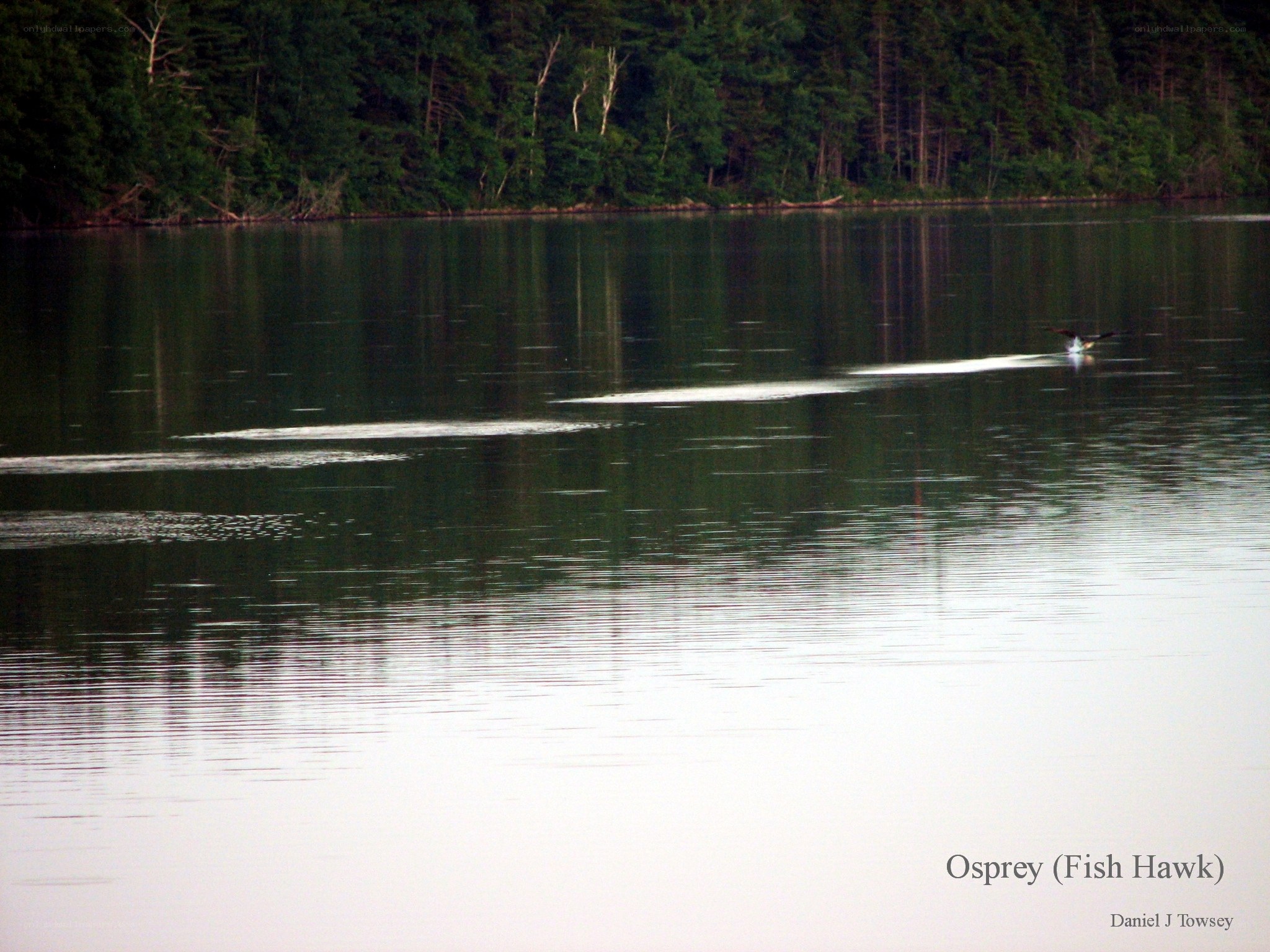 Osprey diving for fish
