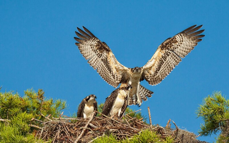 Osprey family at nest