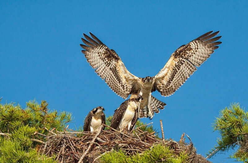 Osprey Family in Nest