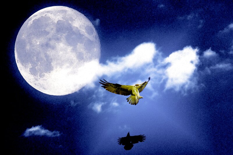 Osprey Flying at Night