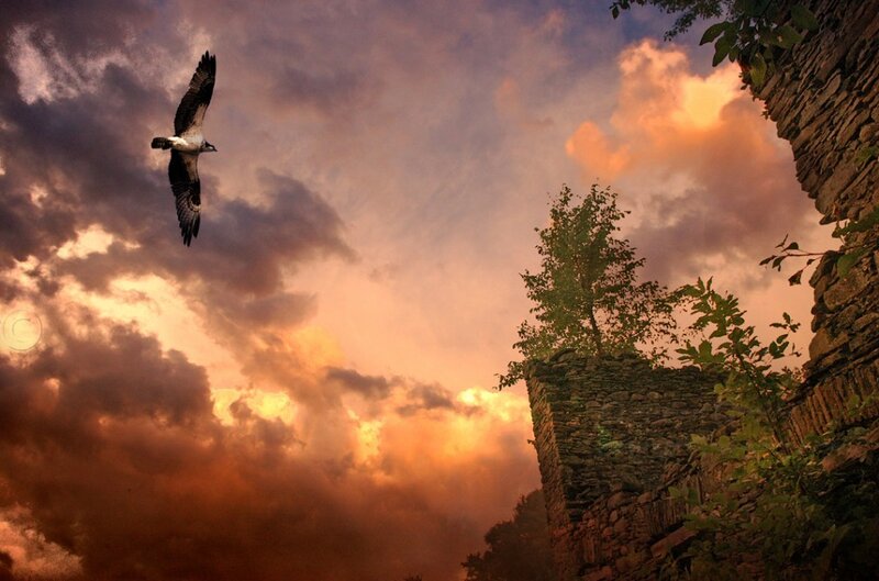 Osprey Flying over Ruins