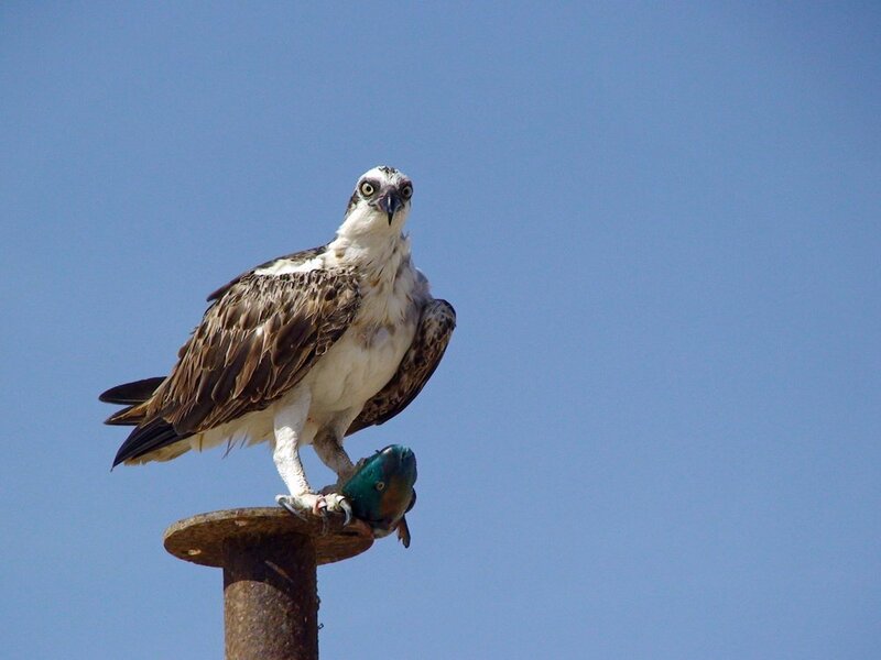 Osprey Holding Fish