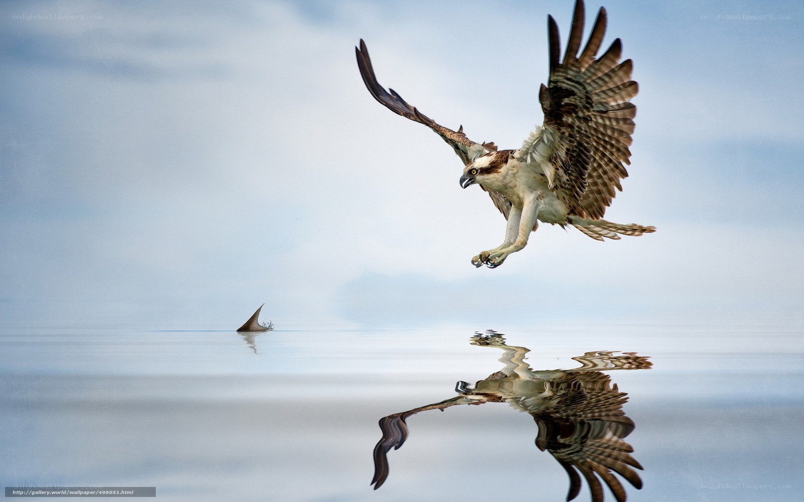 Osprey hunting fish in flight