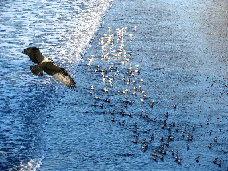 Osprey Hunting Fish