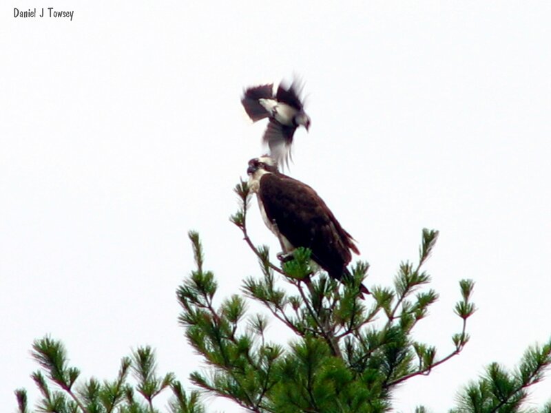Osprey in a tree