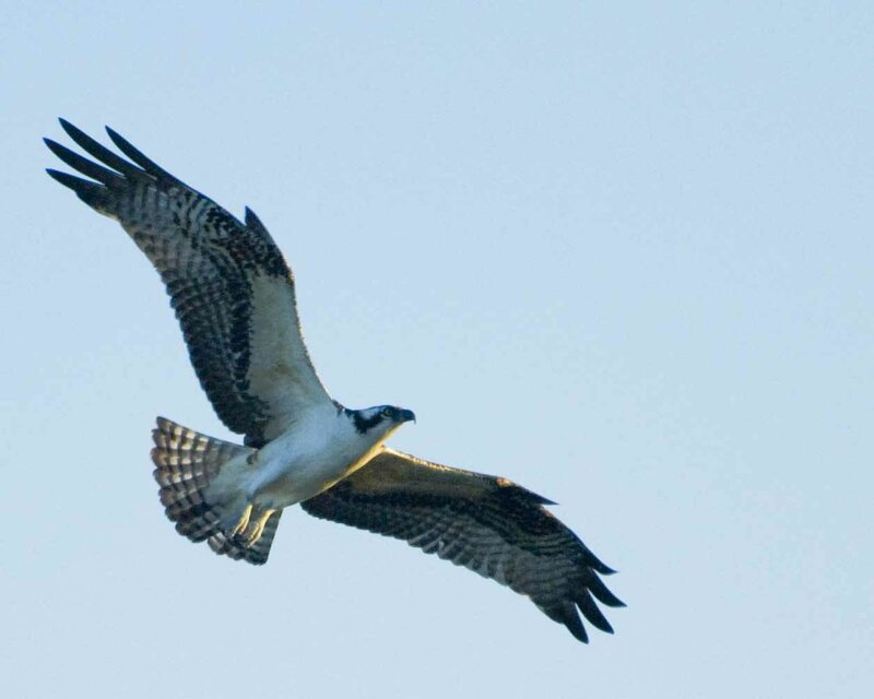 Osprey in flight