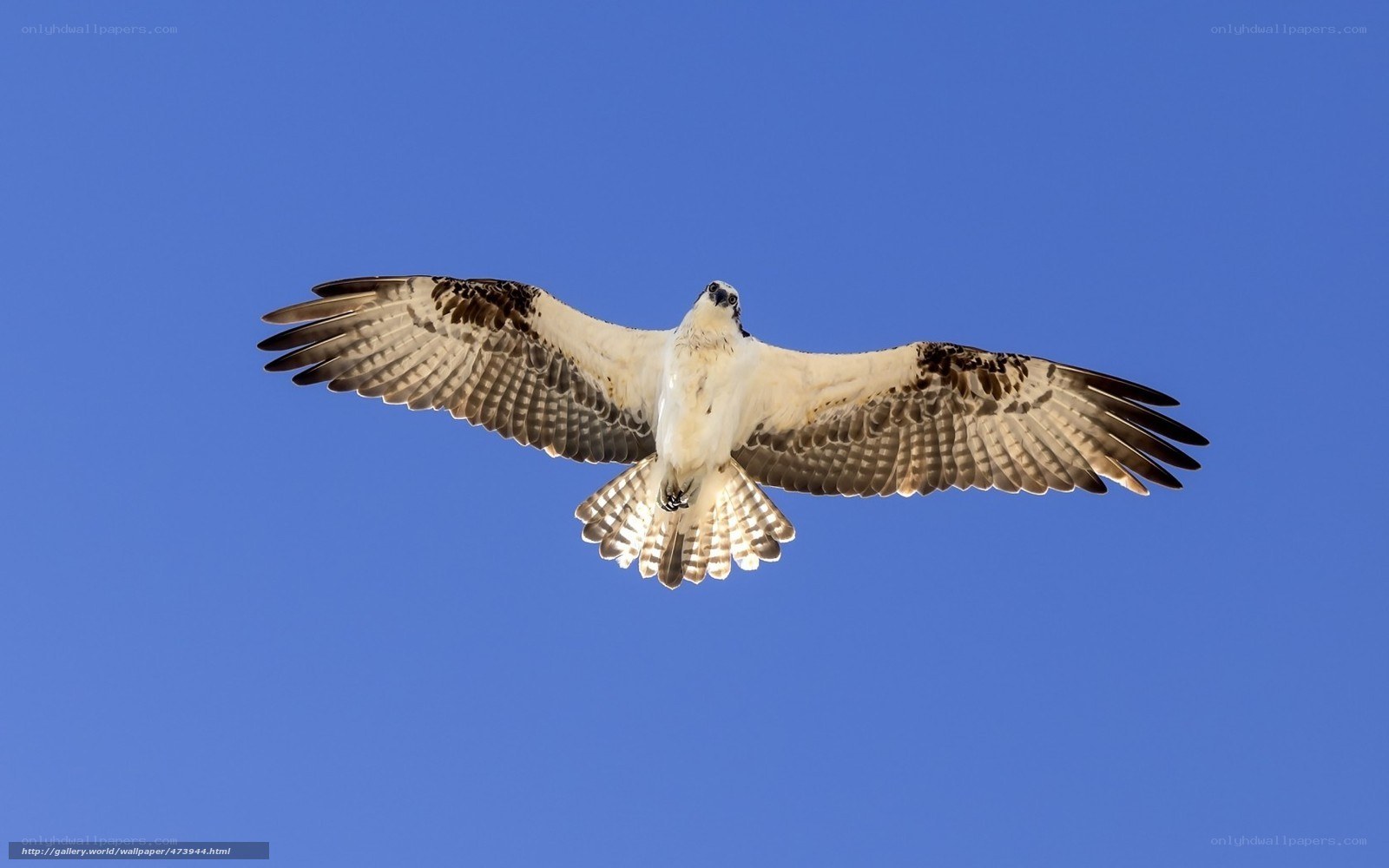 Osprey in flight