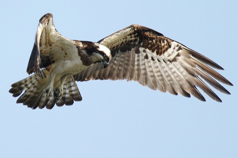 Osprey in flight