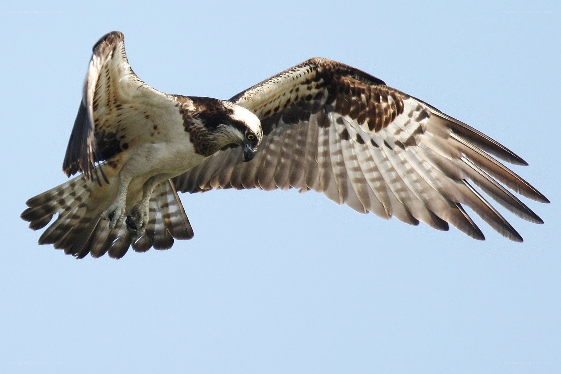 Osprey in flight
