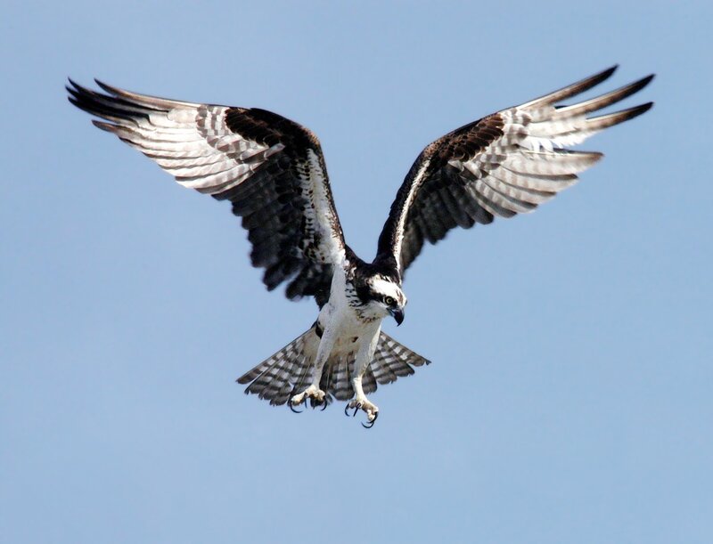Osprey in flight