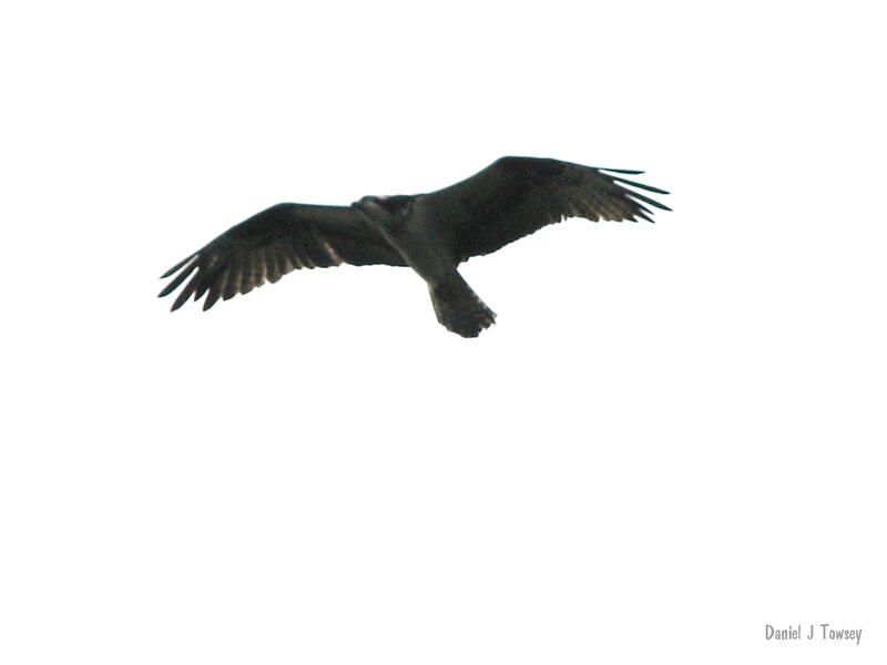 osprey in flight