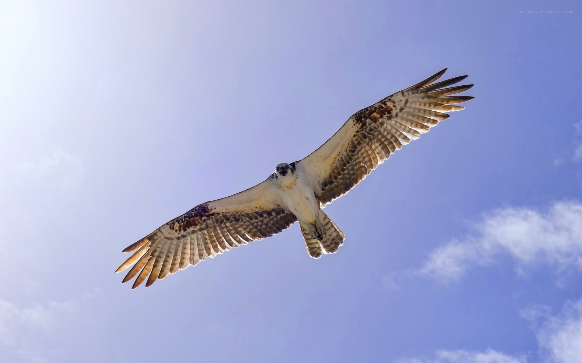Osprey in flight against blue sky