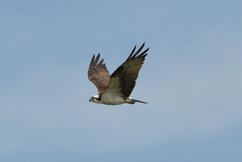 Osprey in Flight — Blue, Calm