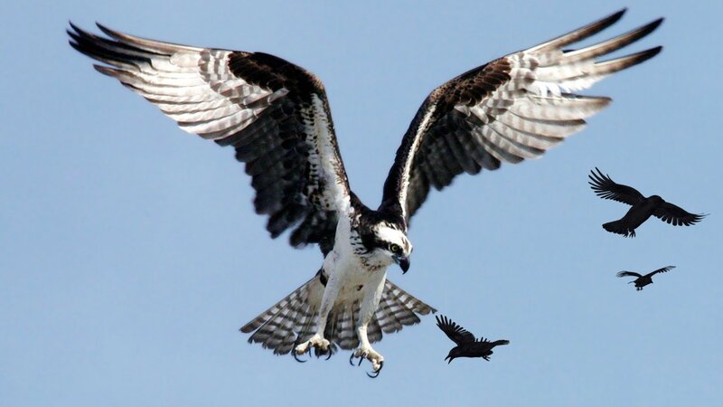 Osprey in Flight — Blue, Dramatic