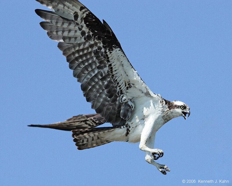 Osprey in Flight — Blue, Dynamic, Afternoon, Photograph, Sky, Bird