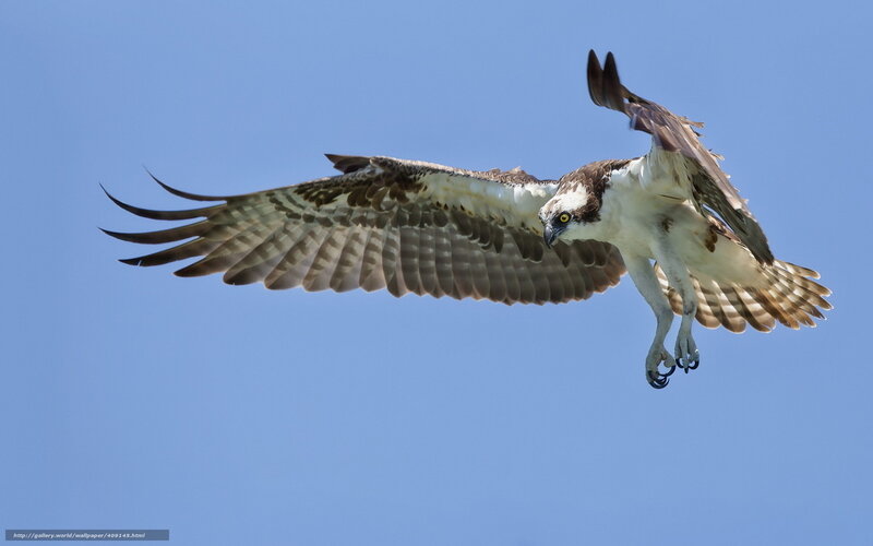 Osprey in Flight — Blue, Dynamic, Afternoon, Photograph, Sky