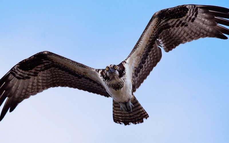 Osprey in Flight — Blue, Dynamic, Afternoon, Photograph
