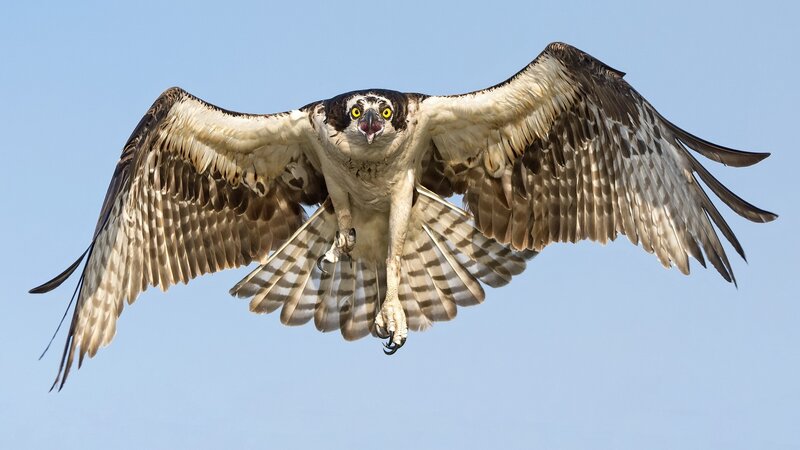 Osprey in Flight — Blue, Dynamic, Afternoon, Photograph, Wingspan