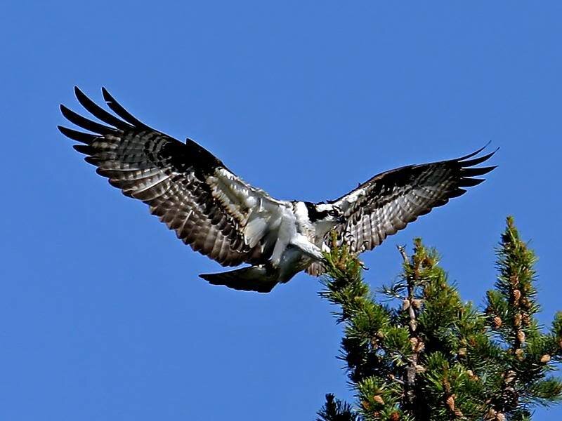 Osprey in Flight — Blue, Dynamic, Afternoon