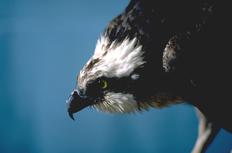 Osprey in Flight — Blue, Focused
