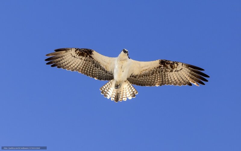 Osprey in Flight — Blue, Serene, Afternoon, Photograph