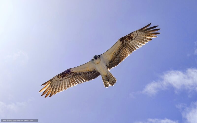 Osprey in Flight — Blue, Serene, Afternoon