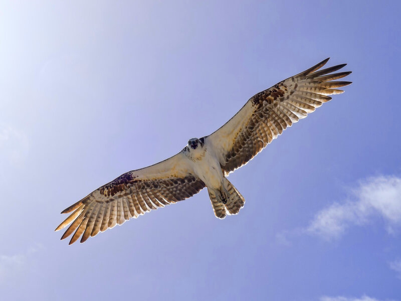 Osprey in Flight — Blue, Serene