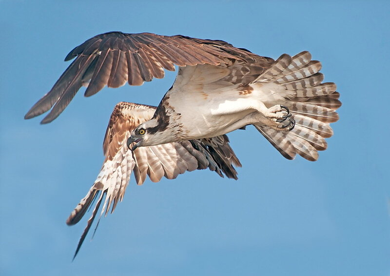 Osprey in Flight — Blue