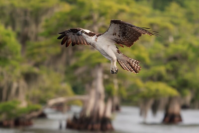 Osprey in Flight — Brown