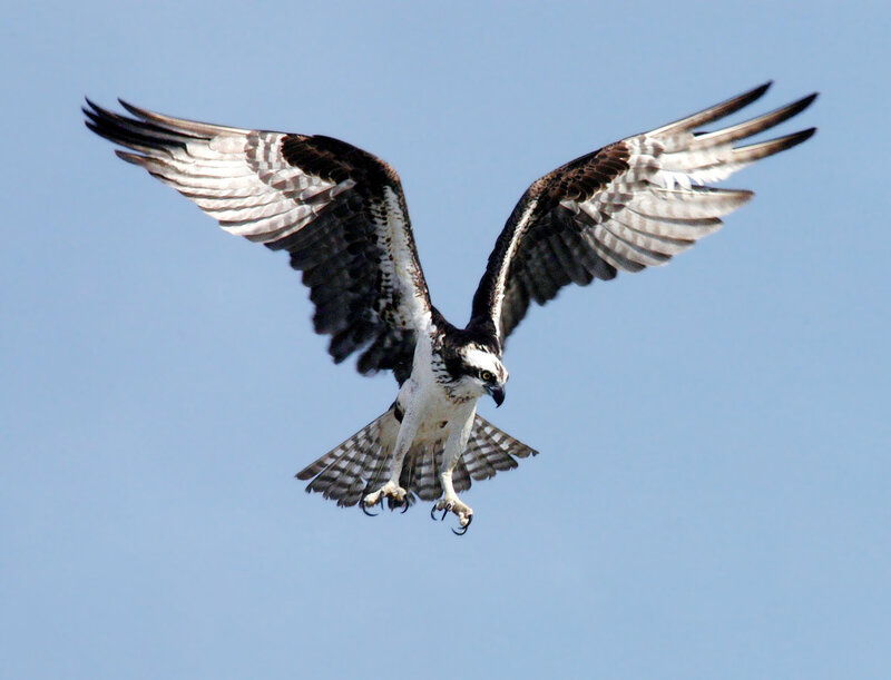 Osprey in Flight — Dynamic