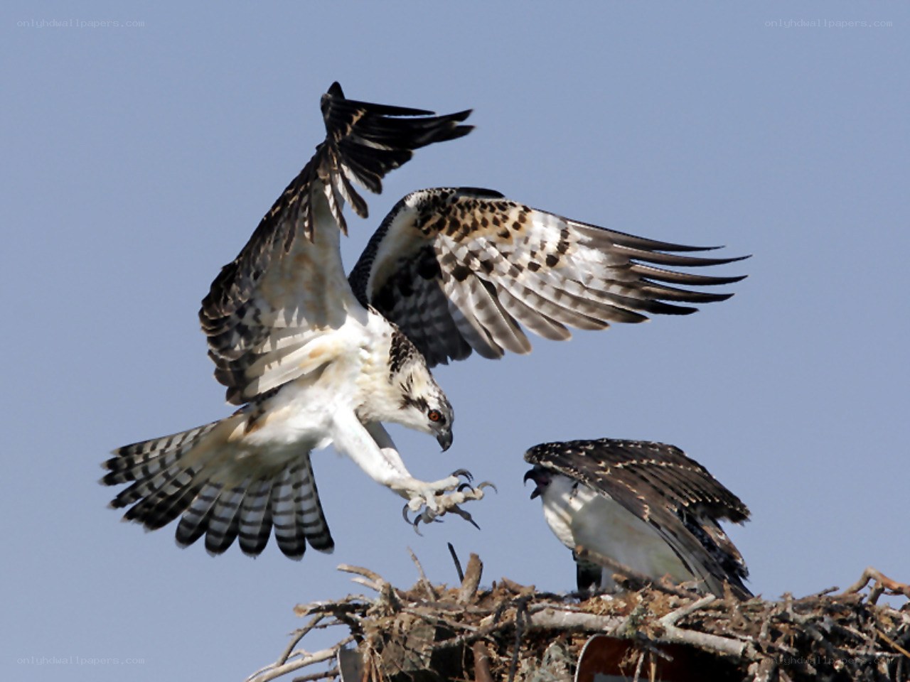 Osprey in flight near nest