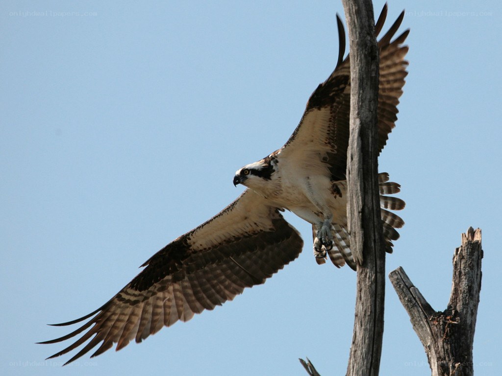 Osprey in flight near tree