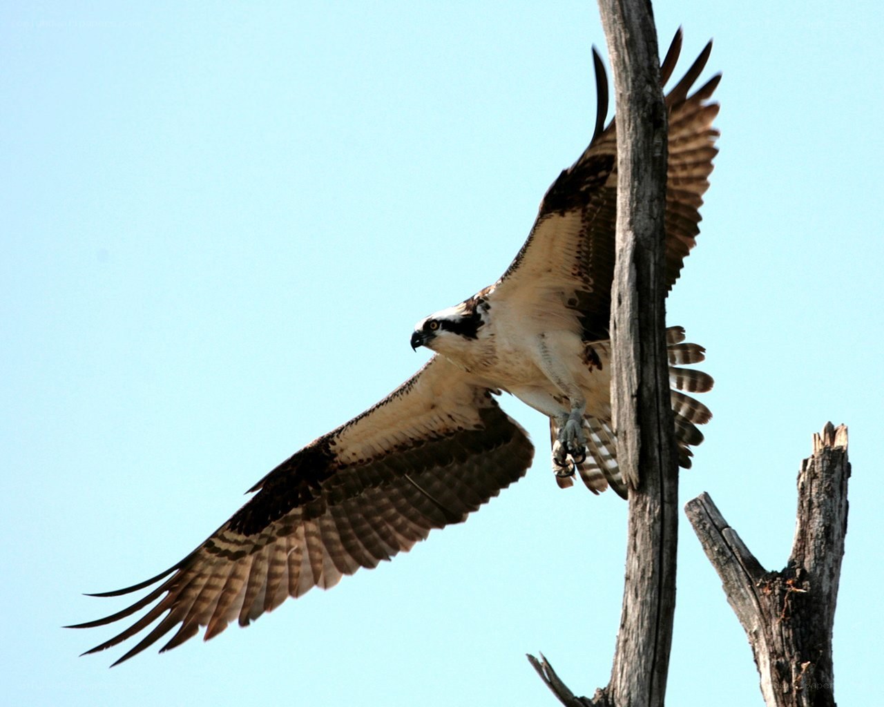 Osprey in flight near tree