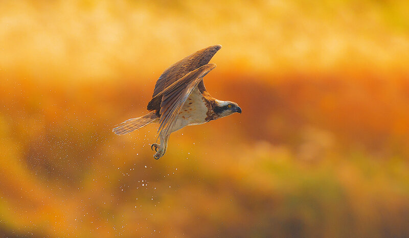 Osprey in Flight — Orange