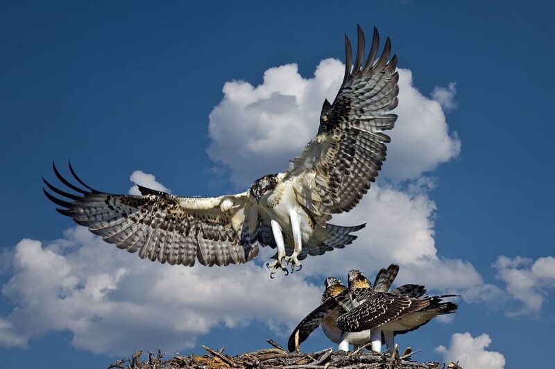 Osprey in Flight Over Nest